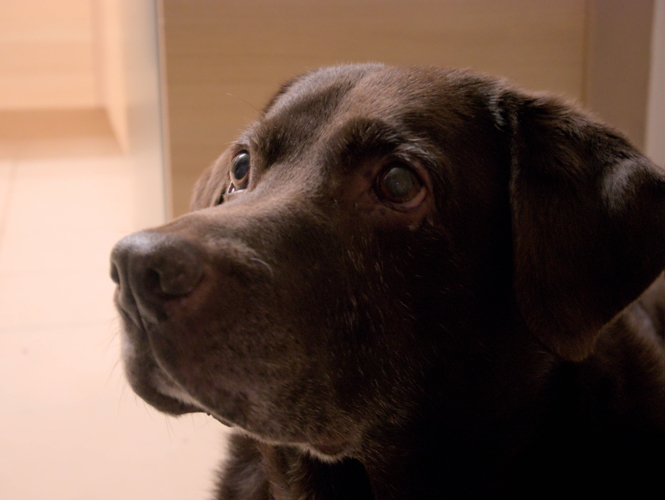 picture of my dog